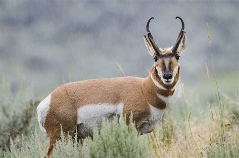 Pronghorn definition and meaning | Collins English Dictionary