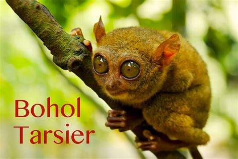 Bohol Tarsiers - Worlds Smallest Primate