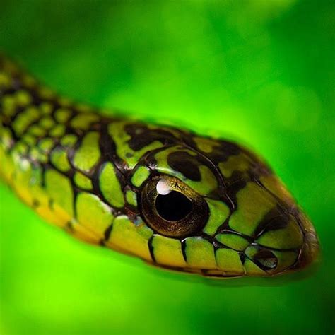 I photographed this magnificent Boomslang on assignment in Cameroon for ...