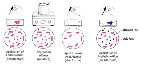 pas stain procedure