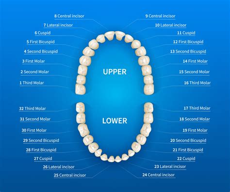 3 Best Teeth Numbering Systems and Our Handy Conversion Chart ...