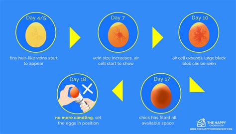 The Complete Beginner's Guide To Egg Candling