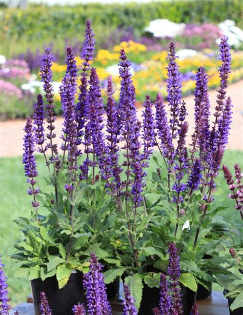 Salvatore Blue Salvia - Plant Library - Pahl's Market - Apple Valley, MN