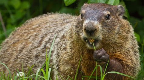 Groundhog Day 2024 Pennsylvania - Angele Colline