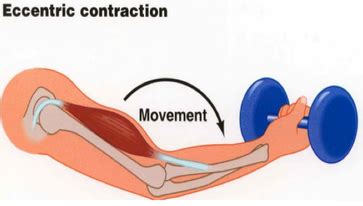 A closer look at muscles - GetToKnowYourMuscles