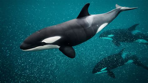 National Geographic Pictures Of Orcas