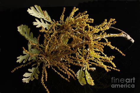 Oak Seed Pod Photograph by David Bearden