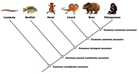 Phylogeny - Schizophrenia and TOP3B