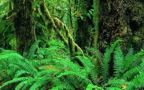 , 1, Landscapes, Jungle, Forest, Woods, Ferns, Moss, Plants, Green ...