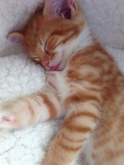 Cute ginger kitten picture speaks for itself!! | Cute baby animals ...