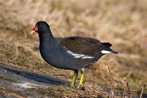 World All Animals: Common Moorhen