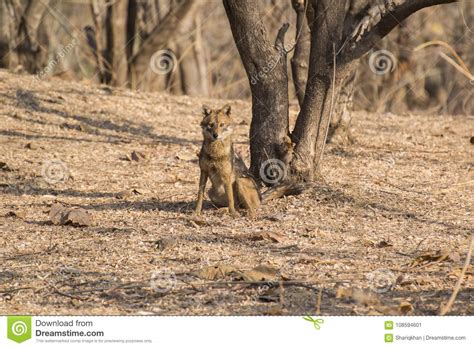 Indian Jackal or Golden Jackal Resting Stock Image - Image of golden ...