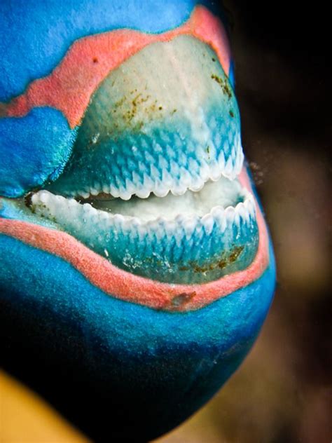 Parrot Fish Teeth :: Paul Duxfield | ~Under The Sea~ | Pinterest