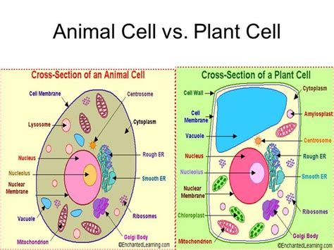 Animal Vs Plant Cell Diagram New Prokaryote Vs Eukaryote Ppt Video ...