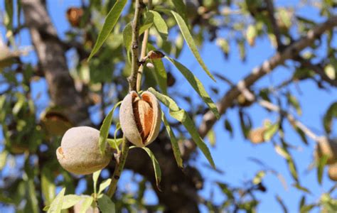 Almond Tree: How To Care For It, And When To Expect The First Almonds