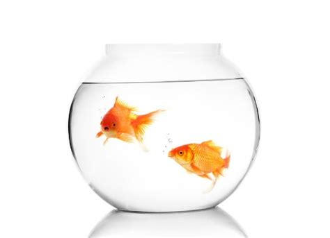 Reproduction in Fishes | PetMD