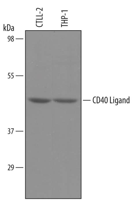 CD154 (CD40 Ligand) Antibody (PA5-46964)