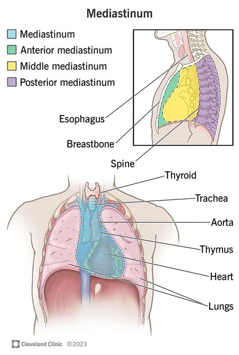 Mediastinal Lymph Nodes