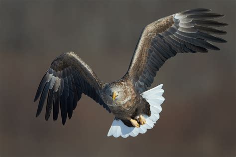 White-tailed Eagle by Good Park / 500px