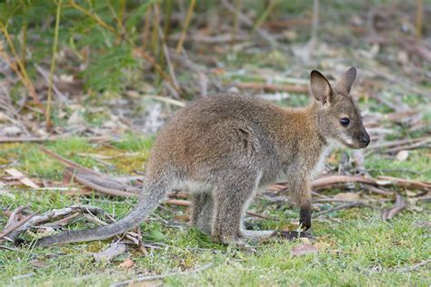 File:Macropus rufogriseus rufogriseus Juvenile 2.jpg - Wikipedia