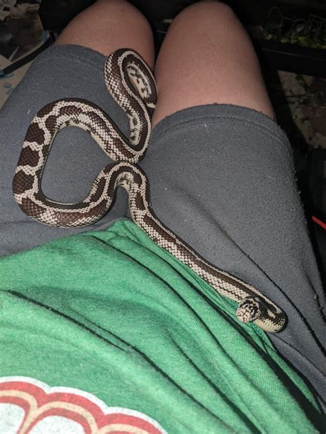 What morph is she? : r/kingsnakes