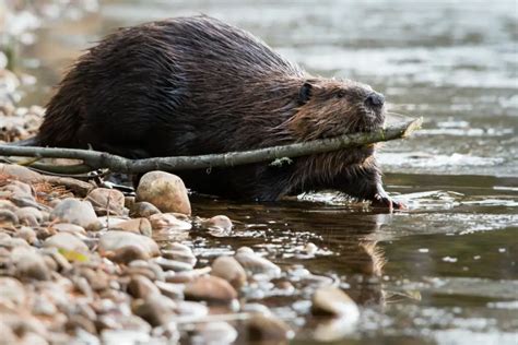 Beaver Symbolism: Unpicking The Spiritual Meaning And Dream Meaning Of ...