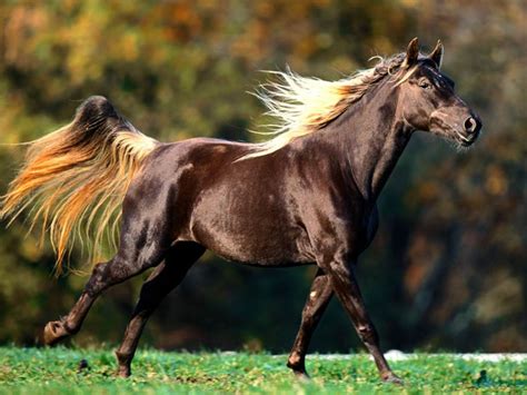 American Quarter Horse | The Life of Animals