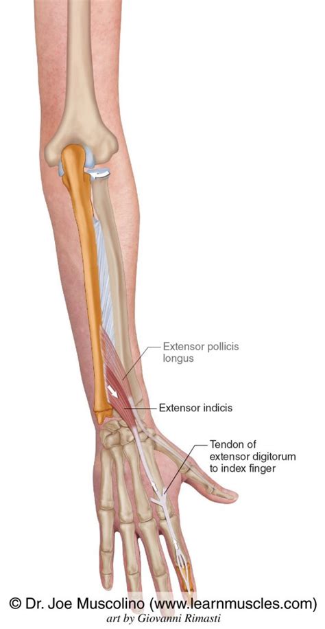 Extensor Indicis - Learn Muscles