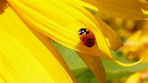 Ladybug On Sunflower Macro Stock Footage Video 1414597 - Shutterstock