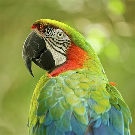 Green Parrot On Green Background Photograph by Roni Delmonico