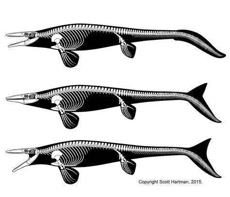 Mosasaur Tails - "Teaching the Controversy"Dr. Scott Hartman's Skeletal ...