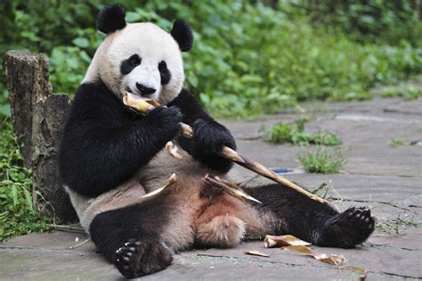 What Pandas Eat - astonishingceiyrs