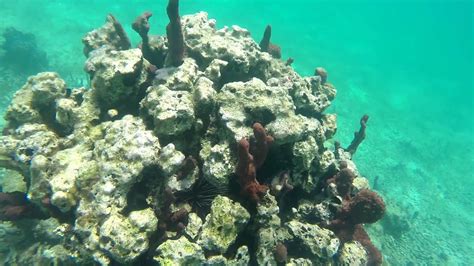 Snorkeling at Childrens Park - Grace Bay, Turks & Caicos - YouTube