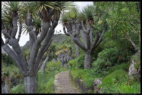 flora of the canary islands - brooklandsplants