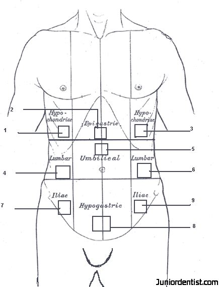 Abdominal Anatomy Diagram Anatomy Of Abdominal Area Anatomy Drawing ...