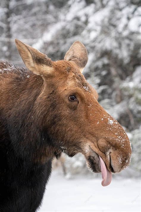 Winter Moose Manitoba Moose Manitoba Park Photo Background And Picture ...