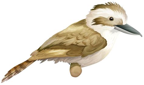 kookaburra clipart free 10 free Cliparts | Download images on ...