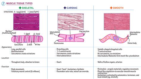 Gross Anatomy: Muscle Tissue Types | ditki medical & biological sciences