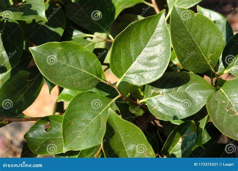 Close-up of Some Persimmon Tree Leaves in Summer Stock Image - Image of ...