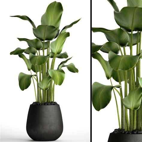 Calathea Lutea, Flower, Pot, Bush, Flowerpot - 3D Model for VRay