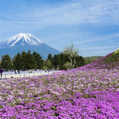 Explore the Fuji Five Lakes | Itineraries | Travel Japan - Japan ...