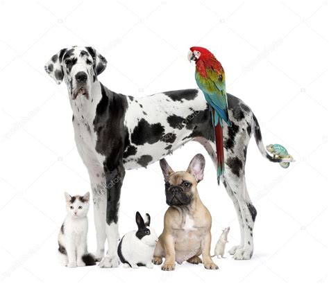 Group of pets - Dog,cat, bird, reptile, rabbit — Stock Photo ...