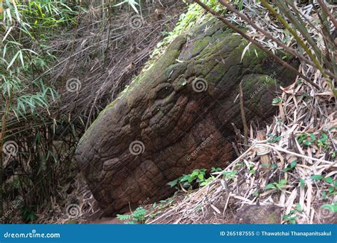 Naga Cave, Amazing of Naga Scales Rock Stone Mountain in Phu Langka ...