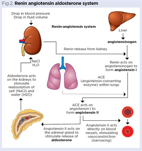 Endocrine system 4: adrenal glands | Nursing Times