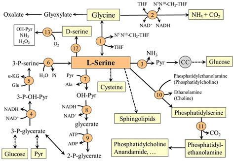 Nutrients | Free Full-Text | Serine Metabolism in Health and Disease ...