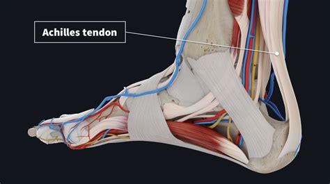 Common injuries to the tendons | Complete Anatomy