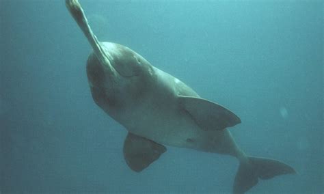 Ganges River Dolphin Extinct