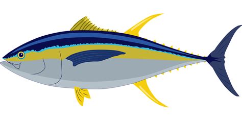 Download Tuna, Yellow Fin Tuna, Fish. Royalty-Free Vector Graphic - Pixabay