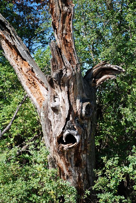 The Spooky Tree....KK Sweeney Photography | Weird trees, Spooky trees ...