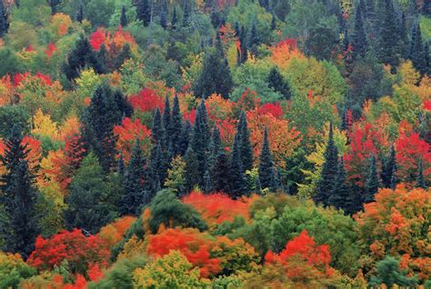 Dense Forest At Ottawa National Forest Photograph by Peter Essick ...